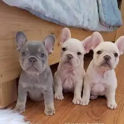 French Bulldog puppies available for rehoming