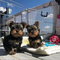 Yorkie puppies Fully vaccinated