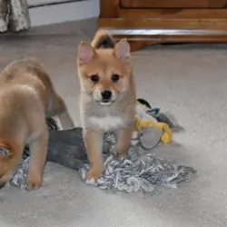 Healthy Pomsky puppies