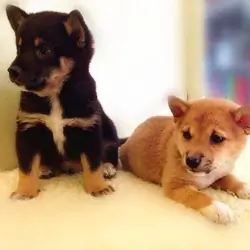 Cute Shiba Inu puppies