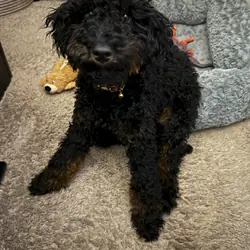 Phantom Mini Poodle