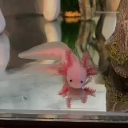Axolotls