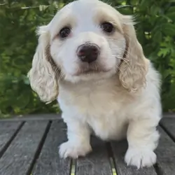 Dachshund Puppies For Sale