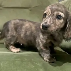 Dachshund