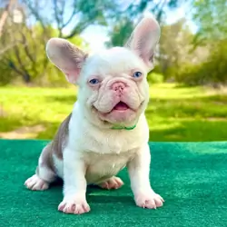 French Bulldog Puppies for Sale