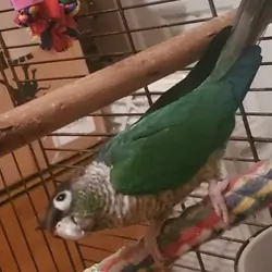 Turquoise Opaline Conure