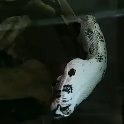 Adult Boa Constrictor (unhandled)