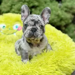 Fluffy French Bulldog