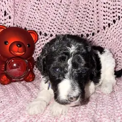 Sweet Little Romeo – 14 Week Old Toy Parti Poodle