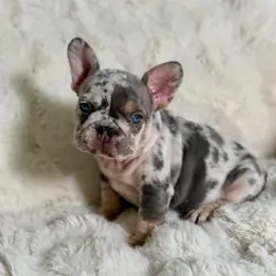 French Bulldog Puppies