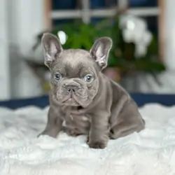 French Bulldog Puppies For Sale