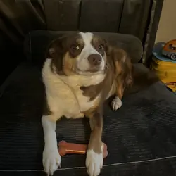 Border Collie/ Mini Aussie