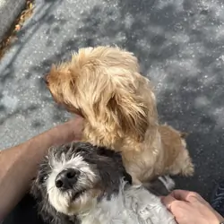 shi tzu