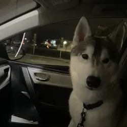 A dog