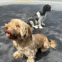 dog