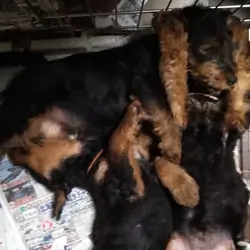Adorable Welsh Terrier for sale and rehoming