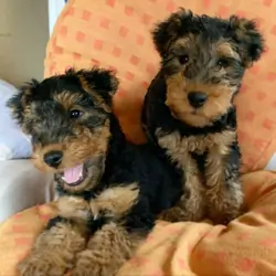 AkC Registered Welsh Terrier