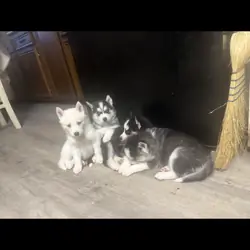 Siberian Huskey puppies