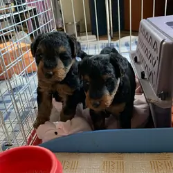 Welsh terrier in Tennessee