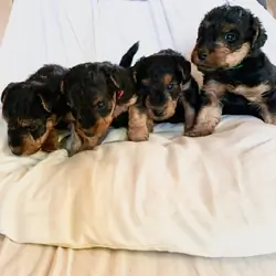 Welsh Terrier Puppies For Sale in Alabama