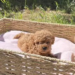Toy poodle