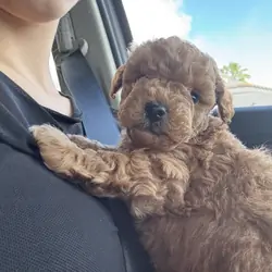 Puppy