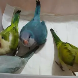 Tame Quakers