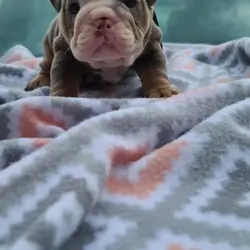 English Bulldog Male Lilac Tri available