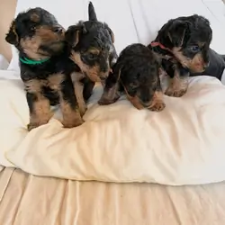 Welsh Terrier Puppies available