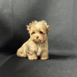 Adorable Yorkshire pups