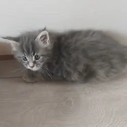 3 purebred Maine Goon kittens