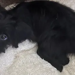 Labradoodle look them eyes