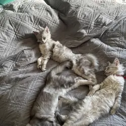 Beautiful Maine Coon Sisters Ready Now 🐾