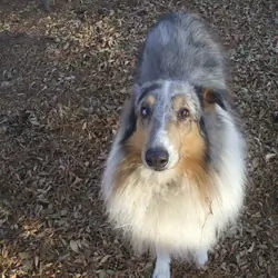 A pair of 6 year old AKC breeding Rough Collies
