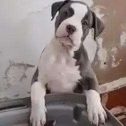 2 month old female puppy