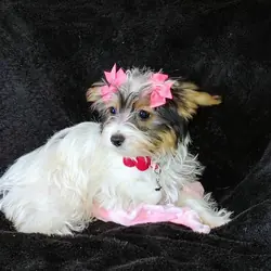 Parti Yorkie puppies