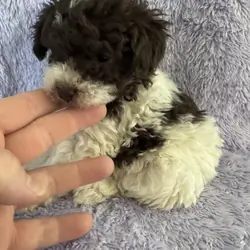 Toy Poodle Puppies, absolutely adorable