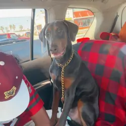 Doberman Puppy