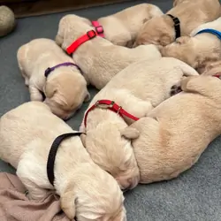 Goldador Puppies for sale