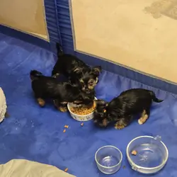 Purebred Teacup Yorkie puppies