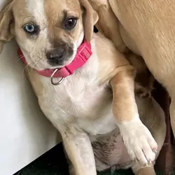 Chiweenie Dapple Girl Puppy