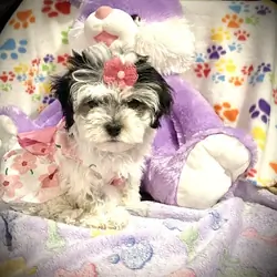 AKC Shihpoo and  Shihtzu Snuggles