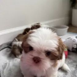 Shih Tzu puppies