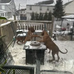 Rehoming for Rhodesian Ridgeback