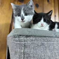 Mix Siberian and Scottish kittens available