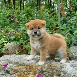 Shiba Puppies