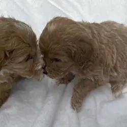 2 beautiful Red Girl Minigoldendoodles !