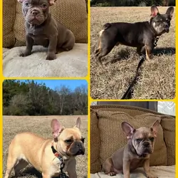 FRENCHIES! Several to choose from!