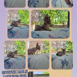 Sphynx kitten BD 2-14-2026