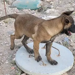 Purebred Belgian Malinois puppies. Now available